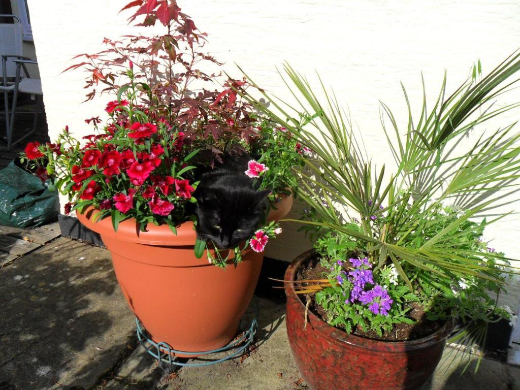 Coach House Cottage Bournemouth Luaran gambar